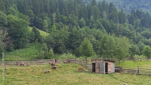 mountains in summer, carpathians, beautiful view of mountains and houses in mountains, countryside