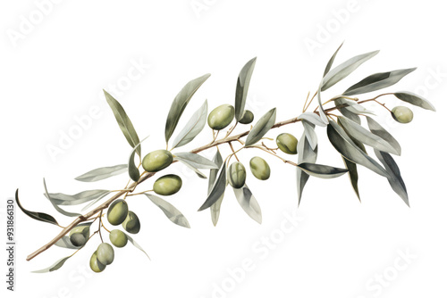 Watercolor painting of olive branches, isolated on white background.