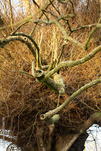 Twisted Lime tree branch with overgrowth photo