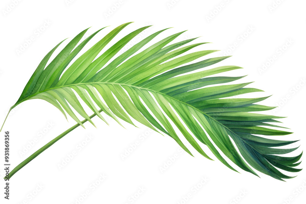 Obraz premium Bright watercolor painting of tropical palm leaves, isolated on white background.