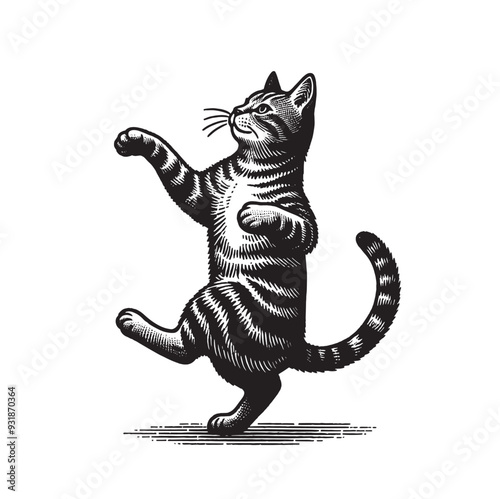Realistic tabby cat dancing. vintage black and white engraving vector isolated illustration, cut out, woodcut. Print, tattoo