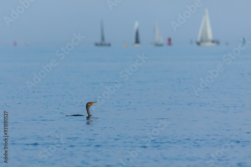 A Double-Crested Cormorant fishes in the Raritan Bay while sailboats race in the distance photo