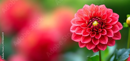 Closeup of a Vibrant Pink Dahlia with a Soft Blurred Background Capturing Delicate Petals and a Center of Yellow