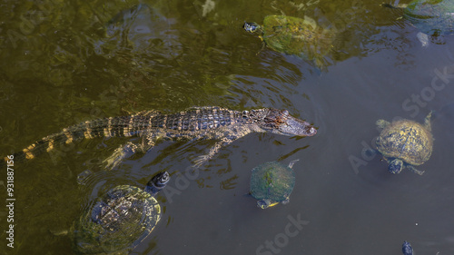 Alligator in lake