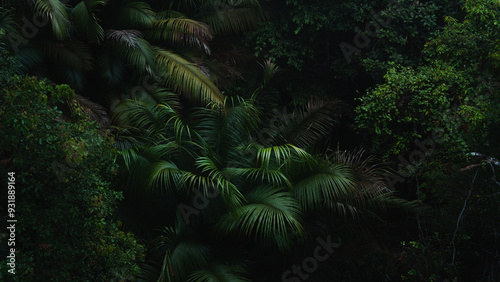 A deep evergreen rainforest, jungle, foliage, tropical wild forest, greenery canopy view, a top view or close up of tree in penang hill, concept of ecology, Earth day, biodiversity, mystery background