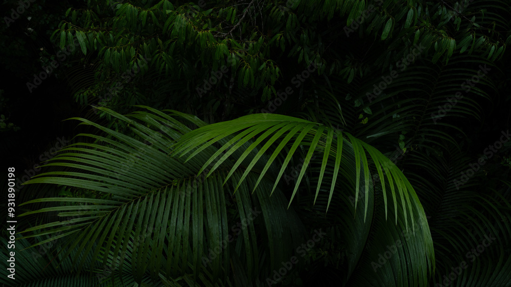 A deep evergreen rainforest, jungle, foliage, tropical wild forest, greenery canopy view, a top view or close up of tree in penang hill, concept of ecology, Earth day, biodiversity, mystery background A deep evergreen rainforest, jungle, foliage, tropical wild forest, greenery canopy view, a top view or close up of tree in penang hill, concept of ecology, Earth day, biodiversity, mystery background