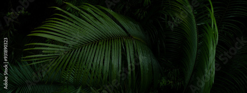 A deep evergreen rainforest, jungle, foliage, tropical wild forest, greenery canopy view, a top view or close up of tree in penang hill, concept of ecology, Earth day, biodiversity, mystery background