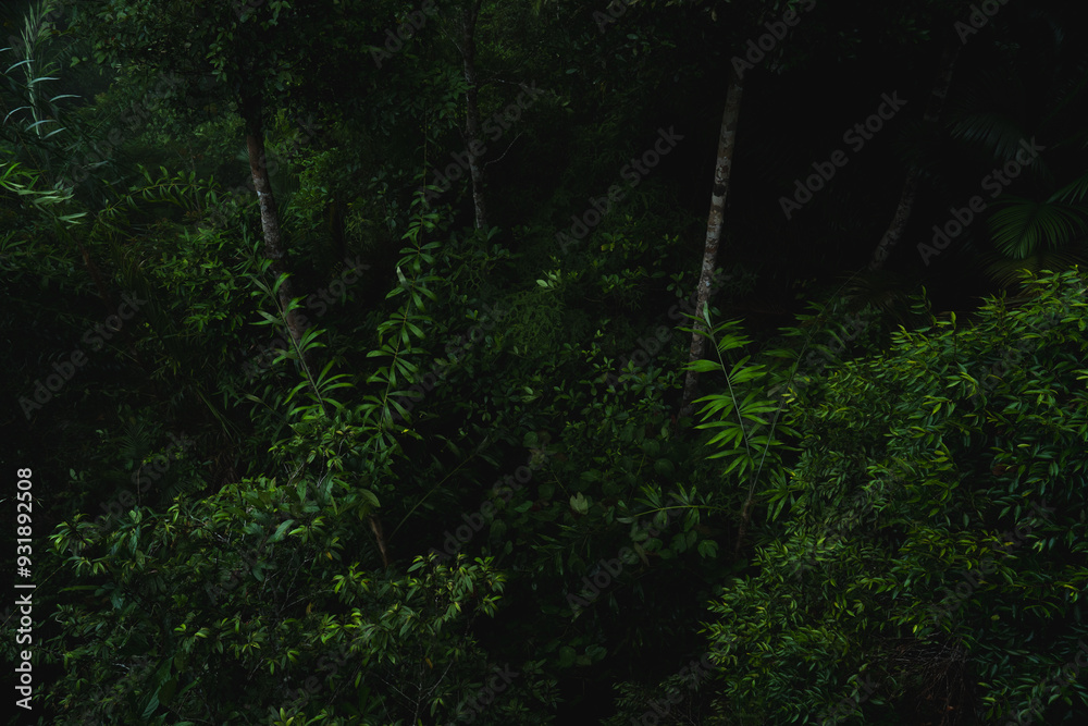 Fototapeta premium A deep evergreen rainforest, jungle, foliage, tropical wild forest, greenery canopy view, a top view or close up of tree in penang hill, concept of ecology, Earth day, biodiversity, mystery background