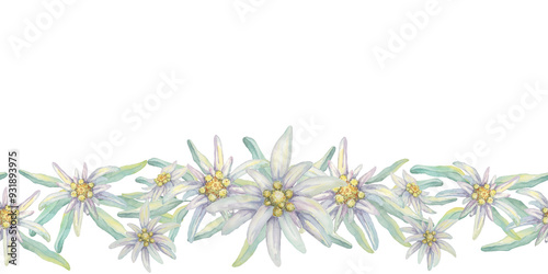 Billede på lærred Edelweiss seamless border watercolor clipart depicting clusters of edelweiss flowers in white, complemented by green foliage