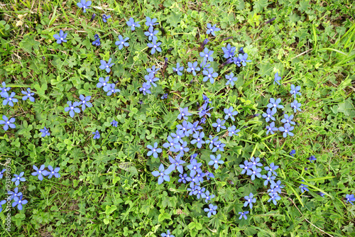 A vibrant patch of blue Gentiana verna flowers blooming in a lush green meadow in Grindelwald, Switzerland. The beautiful alpine flora creates a picturesque scene of natural beauty.