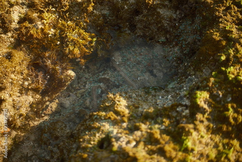 Obraz na plátně The sea centipede or Scolopendra is found in tidal pools and coral reefs during