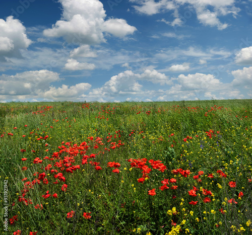 Fototapeta Naklejka Na Ścianę i Meble -  Red poppies against a blue sky with clouds. Flowers and herbs. Sunny, beautiful summer day mood.