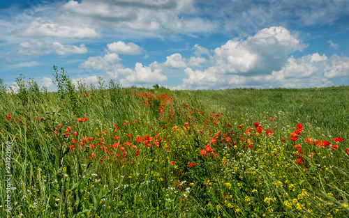 Red poppies and yellow flowers among ripening wheat against a blue sky with c...