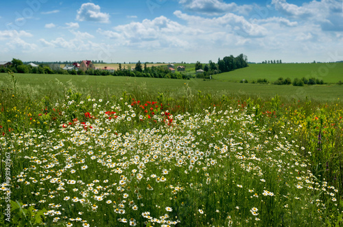 meadow of field daisies and poppies and a rural landscape on the horizon agai...