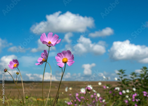 pink cosmos flowers close-up at fields on sky background