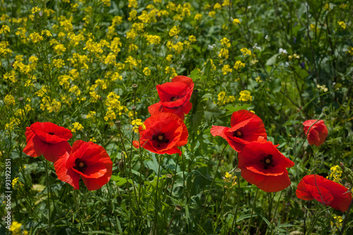 red poppies flowers close-up on a background of yellow flowers, field herbs