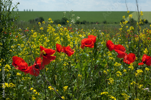 poppies flowers close-up on a background of small yellow flowers, field herbs