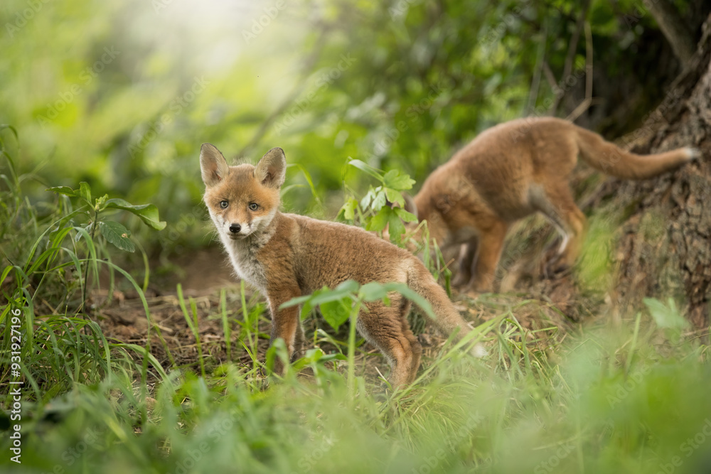 Two little red fox playing in forest in springtime