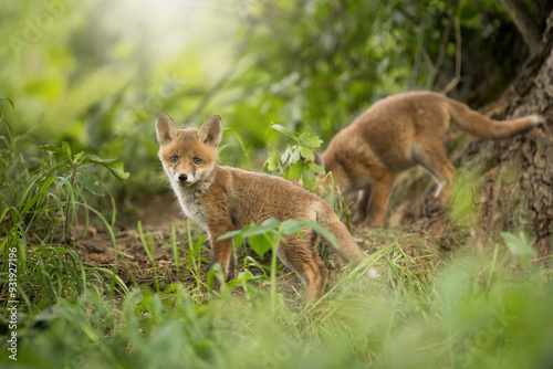Obraz na płótnie Two little red fox playing in forest in springtime w salonie