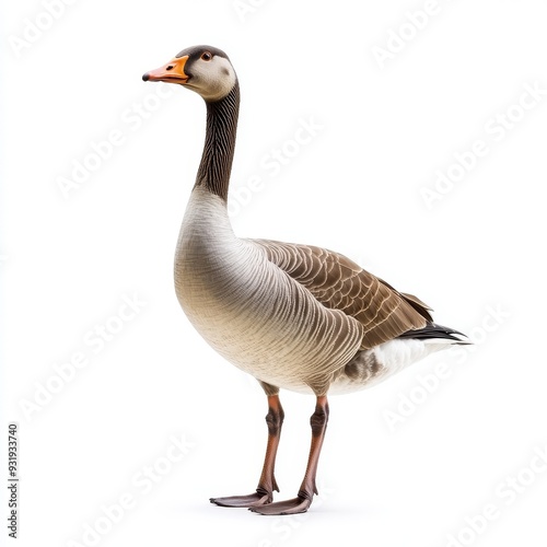 An isolated full body portrait of a goose on a transparent background