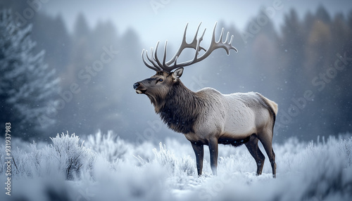 Obraz na płótnie Portrait of a free and wild elk on winter snow forest background, noble stag, Christmas wildlife banner w salonie