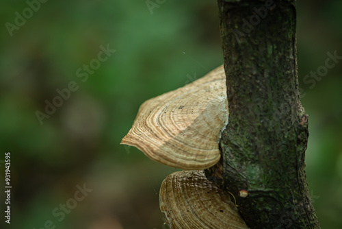 Daedaleopsis confragosa fungus, which grows on dead tree trunks in a forest photo