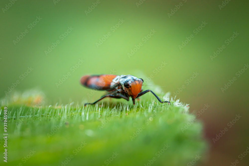Naklejka premium Bothrogonia which is on the green leaves of shrub plants