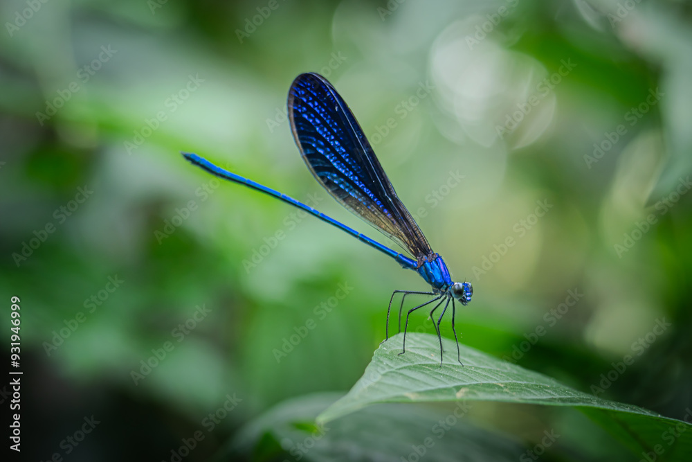 Atrocalopteryx atrata, which is on the stems and leaves of shrubs, was photographed using the macro photography concept