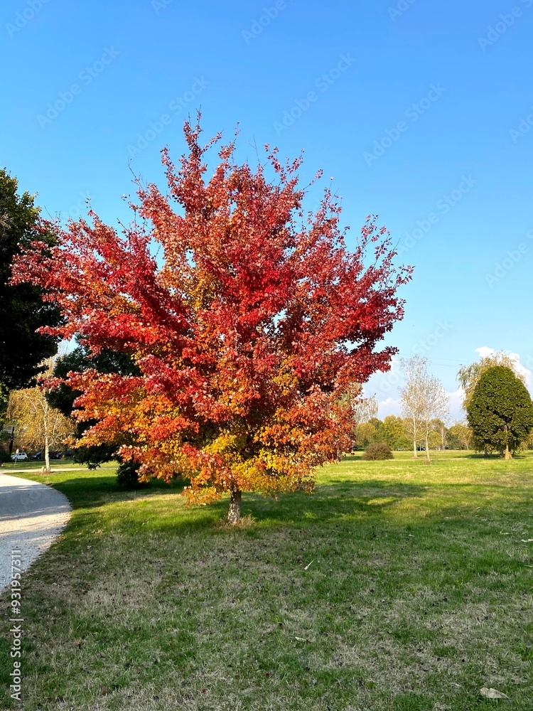 Naklejka premium Albero di fuoco