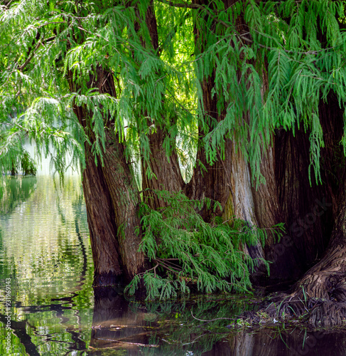 arboles, raices de arbol, camecuaro, michoacan, naturaleza, agua, Lago de Camécuaro, parque nacional, mexico, paisaje photo