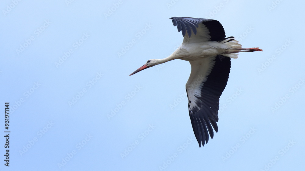 Obraz premium bellezza in volo