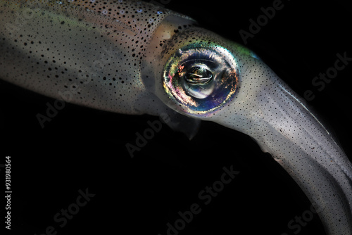 Close up of Taiwanese or Mitre Squid (uroteuthis chinensis) eyes with iridescent colors