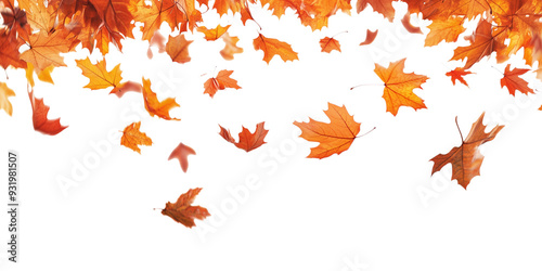 Autumn leaves falling from top to bottom on transparent background. Autumn background for your design