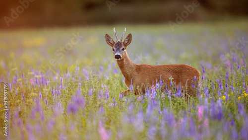 Roe Deer Buck Among Blooming Wildflowers at Sunset