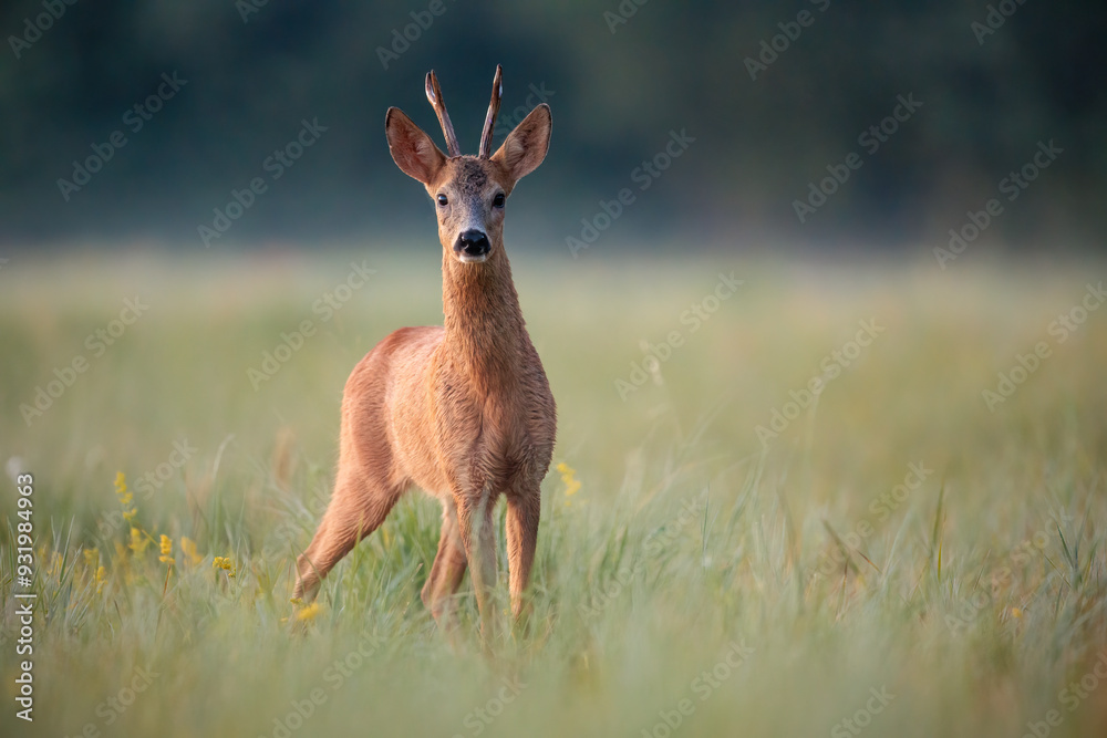Roe Deer Buck Standing in Summer Meadow on Early Morning