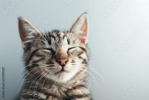 Close-Up of a Content Tabby Cat with Closed Eyes on a Light Background