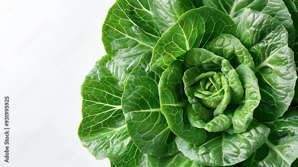 Fototapeta premium Closeup of Fresh Green Lettuce