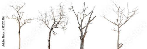 Dead tree branch isolated on transparent background PNG file