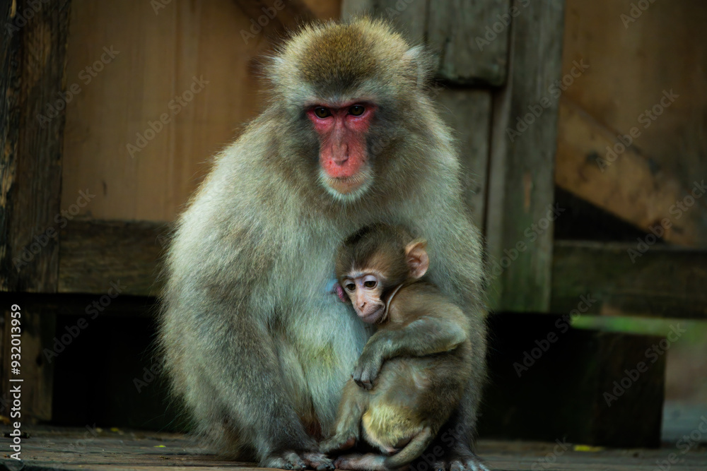 Japanese macaque (Macaca fuscata), mother and baby Japanese macaque (Macaca fuscata), mother and baby
