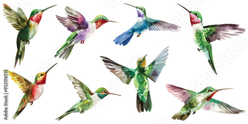 Set collection of watercolor paradise hummingbird flying design resources elements