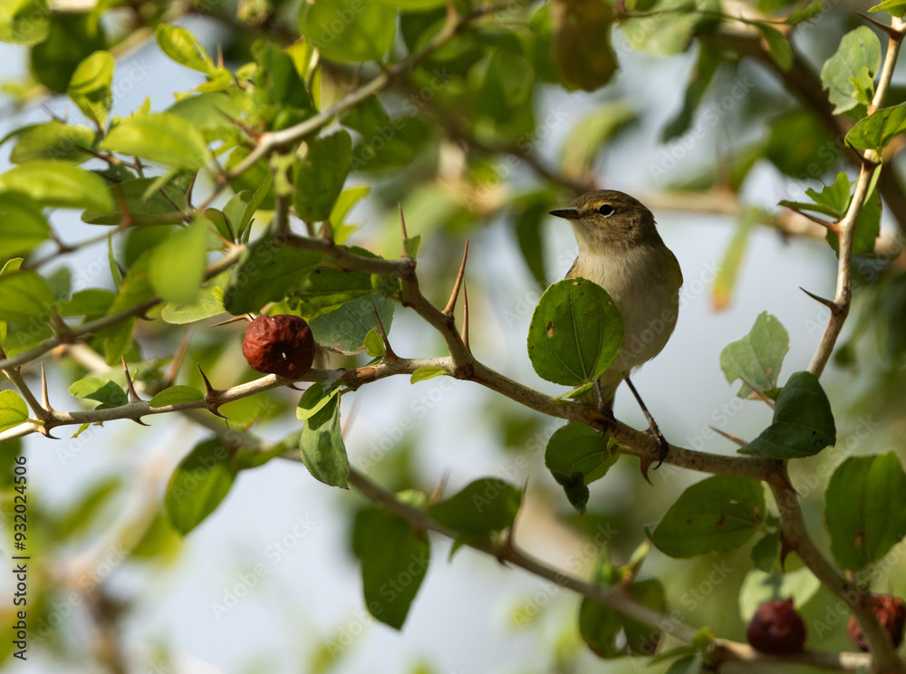 Fototapeta premium Common Chiffchaff perched on Indian Jujube tree