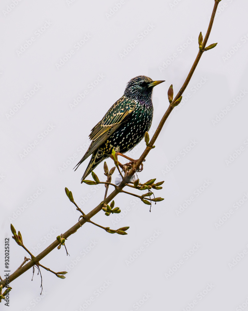 Fototapeta premium Starling perching on the branches with buds in spring