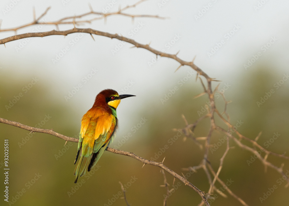 European bee-eater perched on acacia tree European bee-eater perched on acacia tree