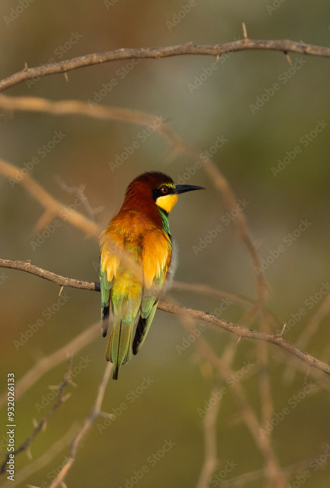 European bee-eater on green at Hamala, Bahrain European bee-eater on green at Hamala, Bahrain