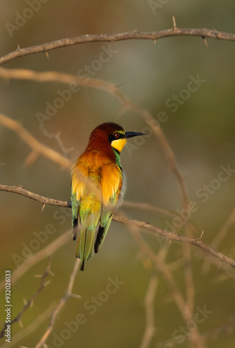 European bee-eater on green at Hamala, Bahrain photo