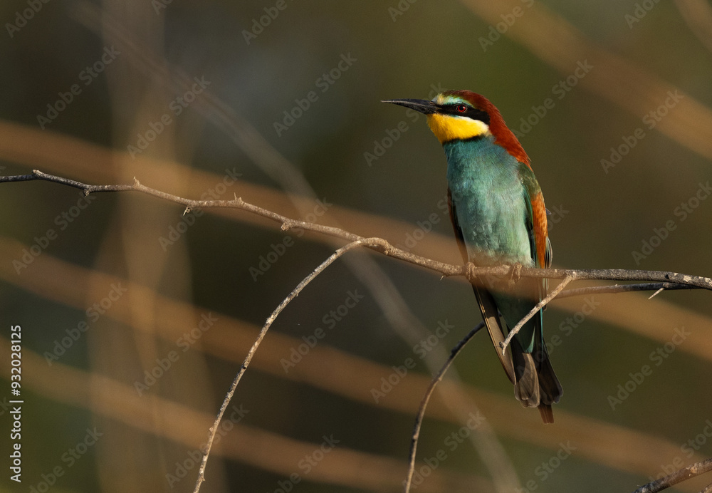 Portrait of a European bee-eater perched on tre in the morning Portrait of a European bee-eater perched on tre in the morning
