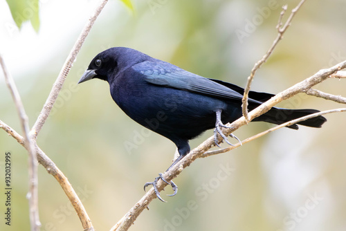 The Shiny Cowbird also Know as Chupim or Mirlo. All the beauty and the presence of the most typical black bird in Brazil. Species Molothrus bonariensis. Birdwatcher. Birding