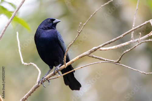 The Shiny Cowbird also Know as Chupim or Mirlo. All the beauty and the presence of the most typical black bird in Brazil. Species Molothrus bonariensis. Birdwatcher. Birding