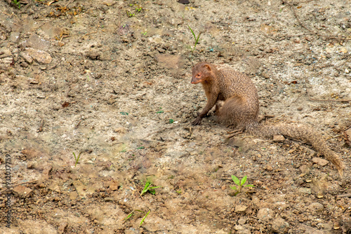 Rudy Mongoose on the field