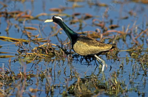 Jacana bronzé, jacana indien,.Metopidius indicus, Bronze winged Jacana, Parc national de Keoladeo, Inde photo